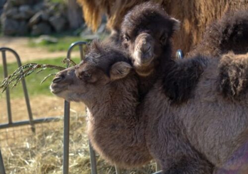 Bratislavská ZOO sa teší z troch nových mláďat ťavy dvojhrbej – FOTO