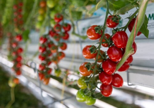 Spolupráca sa oplatí: Z regionálnych firiem medzinárodní producenti