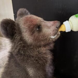 ZOO v Košiciach otvorila svoju jubilejnú 40. sezónu, najväčšiu pozornosť pútal nový prírastok