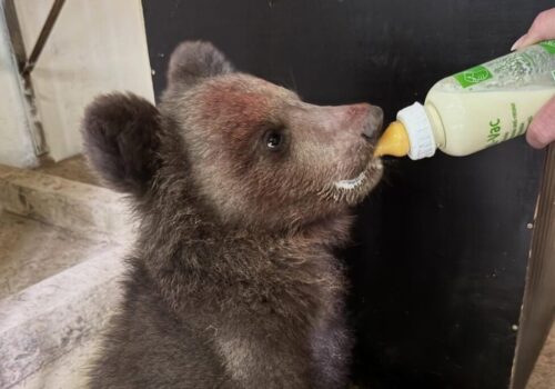 ZOO v Košiciach otvorila svoju jubilejnú 40. sezónu, najväčšiu pozornosť pútal nový prírastok