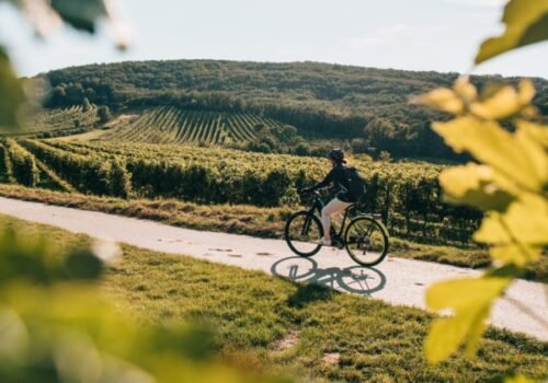 6 dolnorakúskych oblastí ideálnych na cyklistiku. Od dunajských viníc až po alpské panorámy a novinky 2026