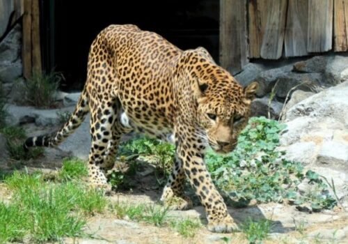 ZOO Bratislava otvorila zmodernizovaný pavilón šeliem, zvyšuje tak komfort zvierat aj návštevníkov – FOTO