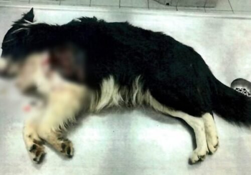 Enviropolícia navrhla obžalovať muža, ktorý v Čečehove zastrelil border kóliu Baka