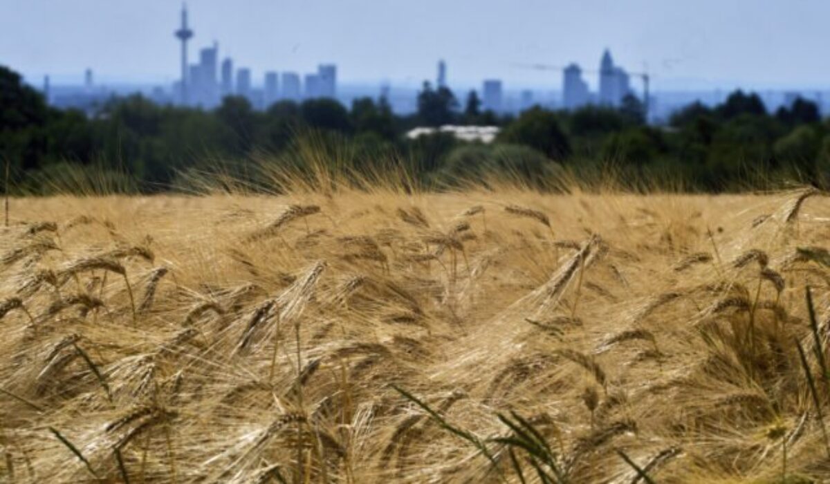 Nové pravidlá EÚ otvoria cestu rastlinám odolnejším voči suchu, škodcom aj klimatickým zmenám