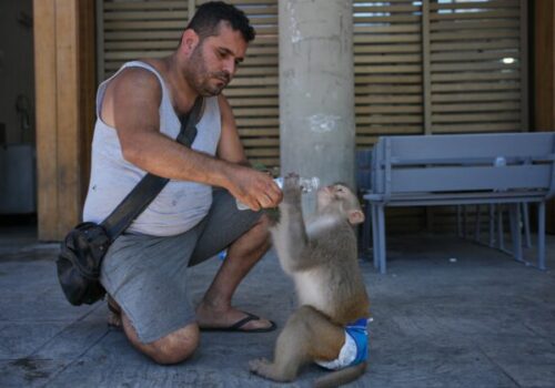 Top foto dňa (26. jún 2026): Ochladzovanie opičky, zemetrasenie vo Venezuele, kačička Merlin a útok