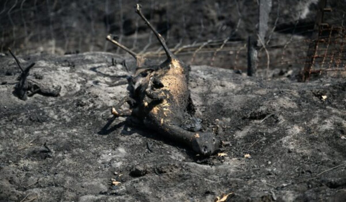 46228_france_wildfires_8823_-640x420.jpg Top foto dňa (30. júl 2026): Extrémne horúčavy vo svete, Labutia fontána, Trhovisko Žilinská a autosalón
